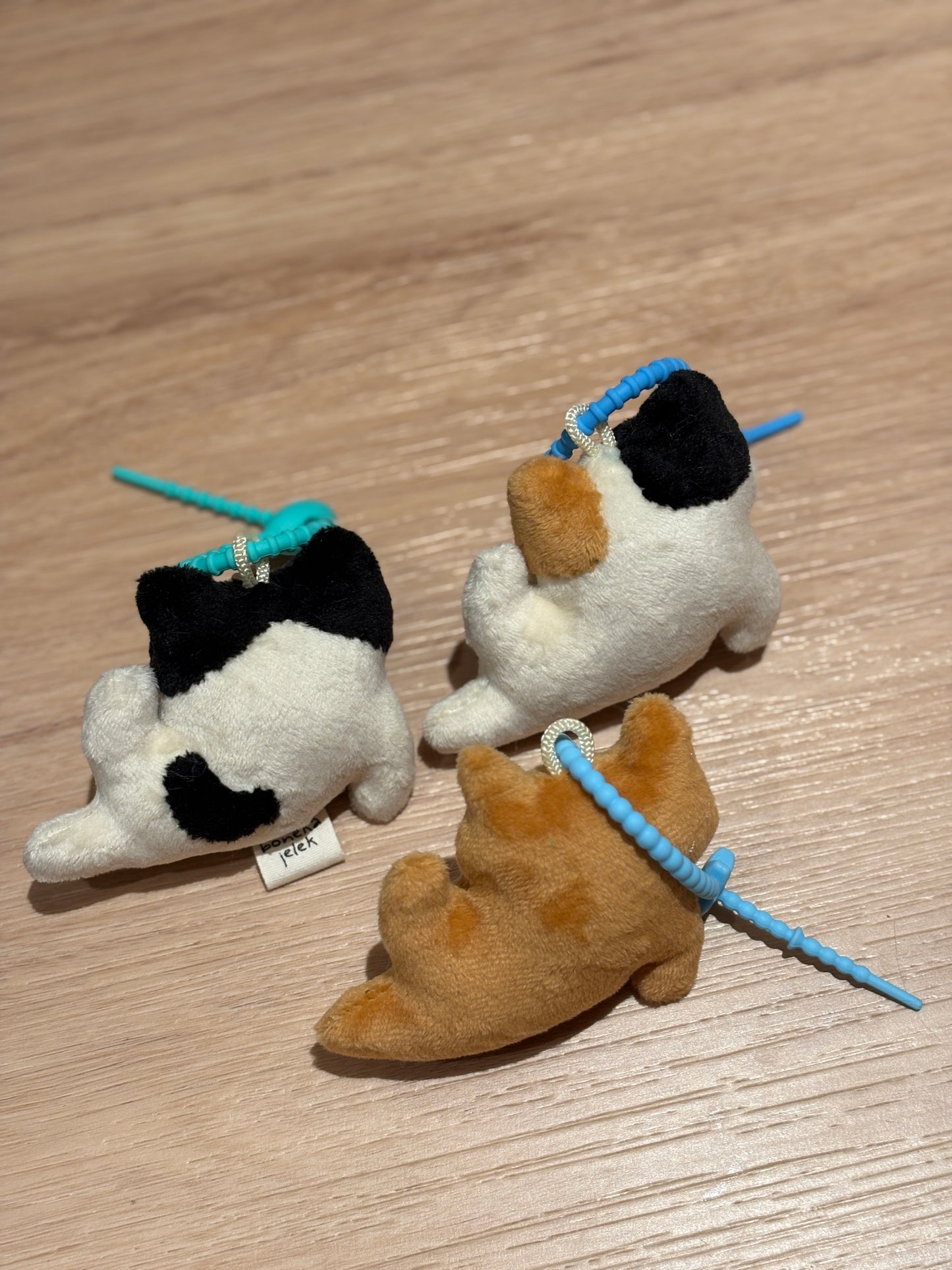 Pilates Cats