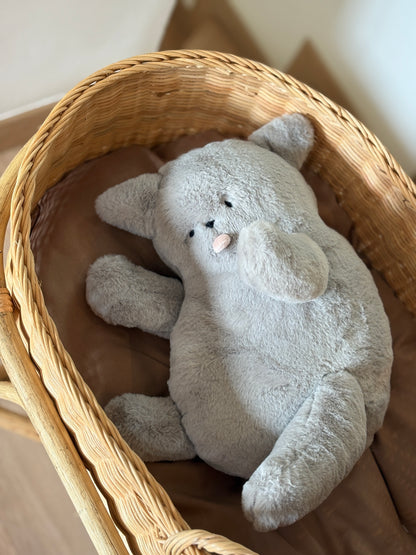 Bobo the British Shorthair Cat
