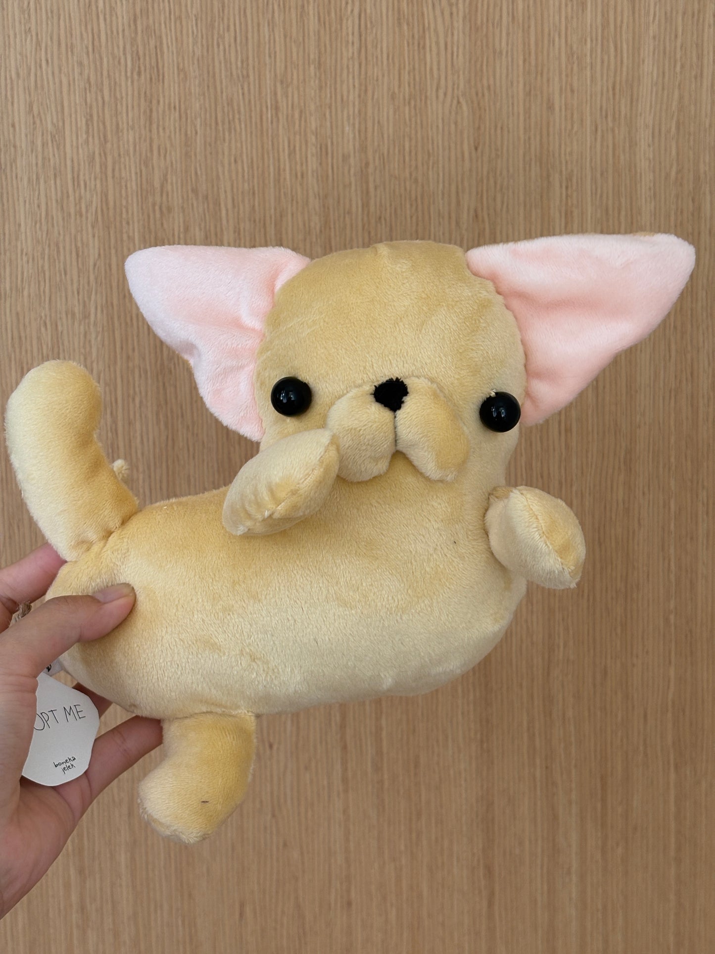 Chihuahua