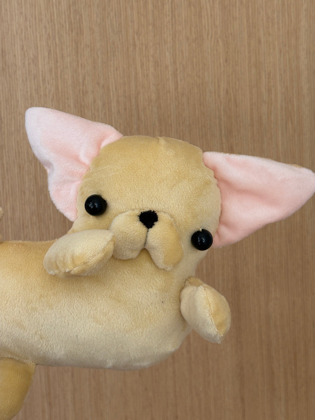 Chihuahua