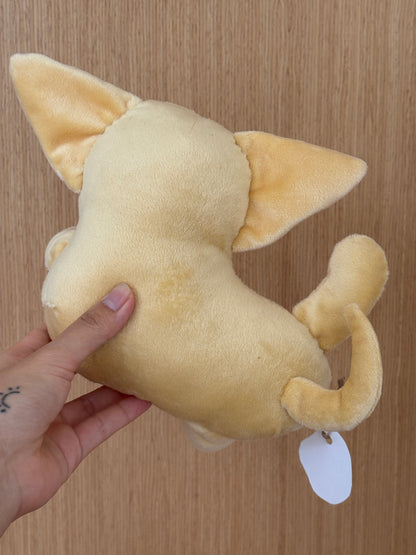 Chihuahua