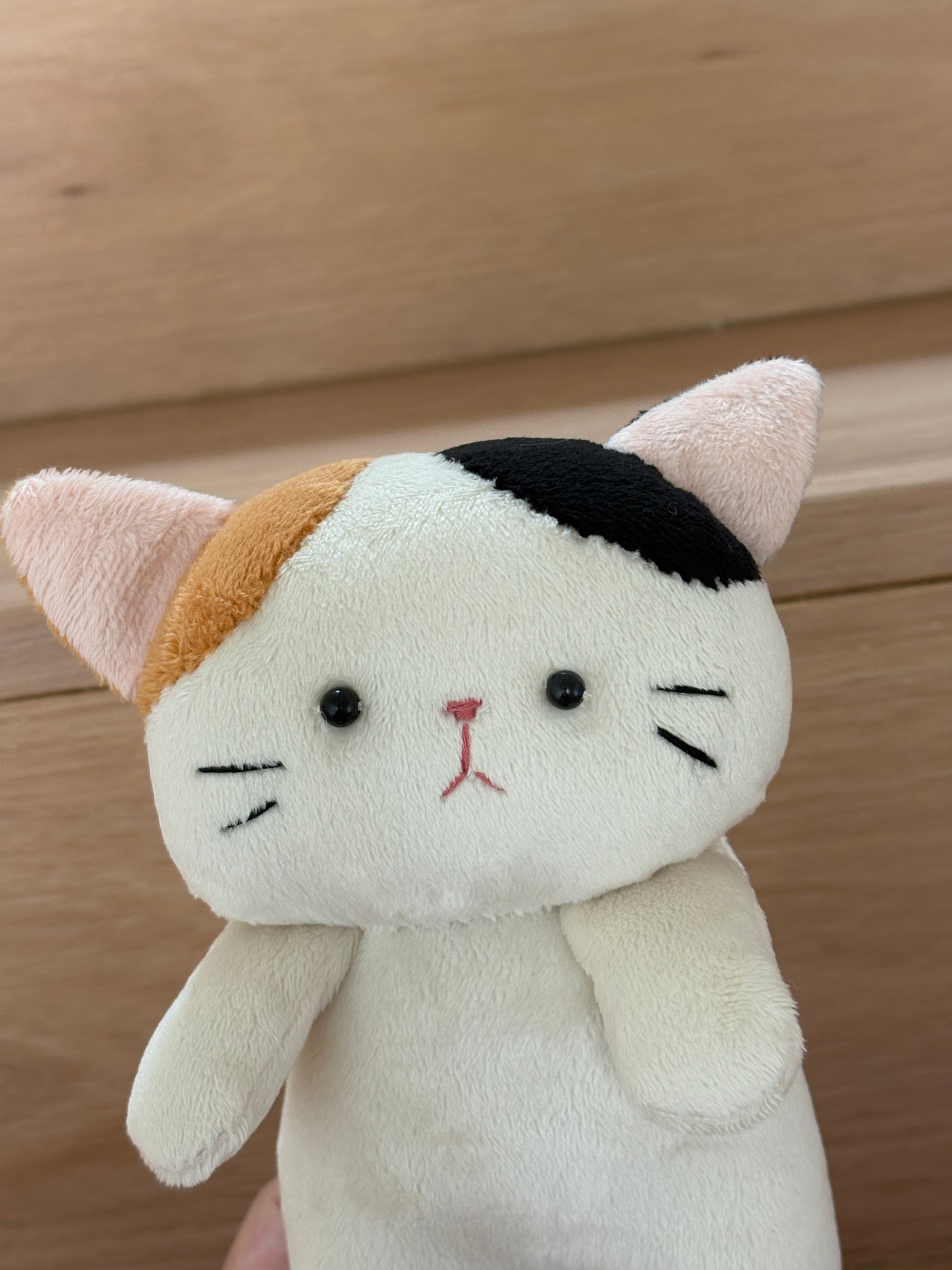 Moncha the Calico Cat